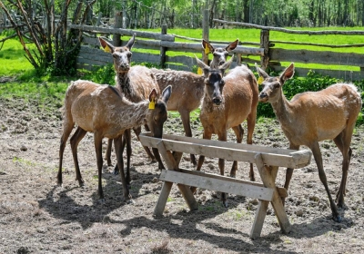 Костромской мараловодческий комплекс