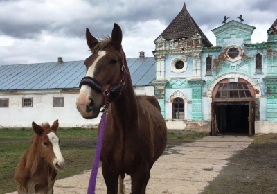 Конезавод "Медведки"